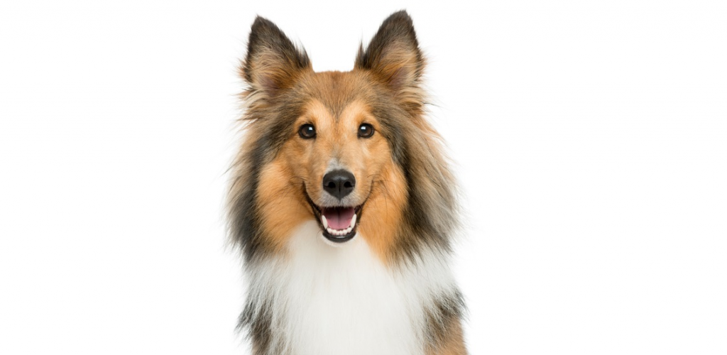 Four New Franchisees for Trophy Pet Foods Franchise UK