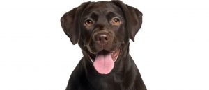 Labrador in front of white background