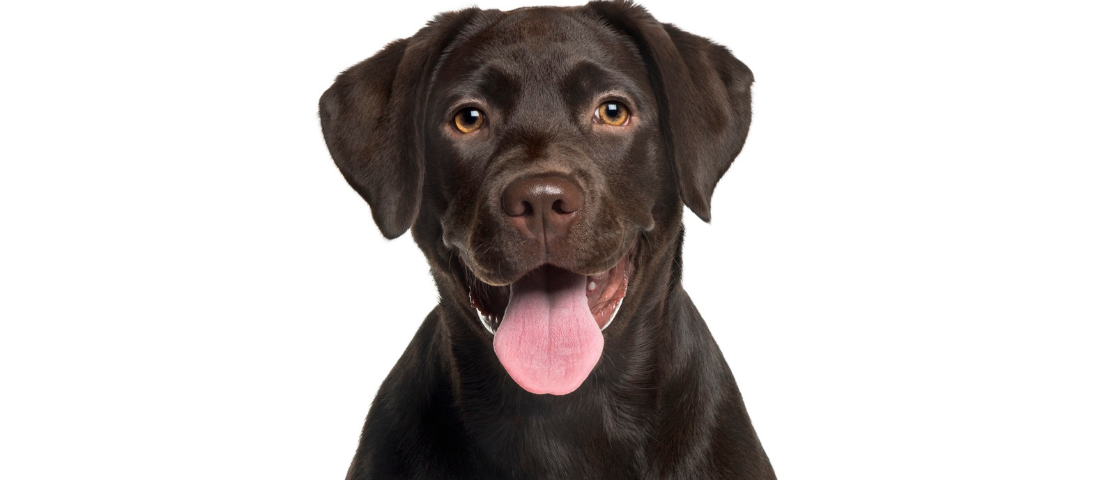 Labrador in front of white background