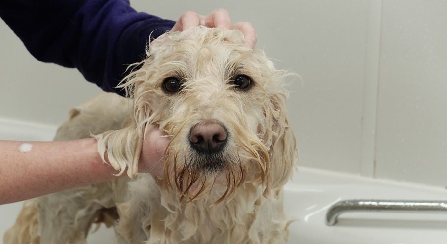 Dog being washed image