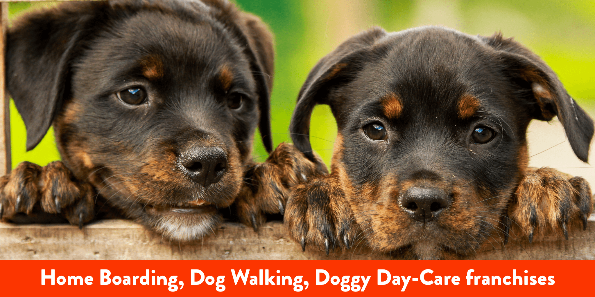 Dog Image