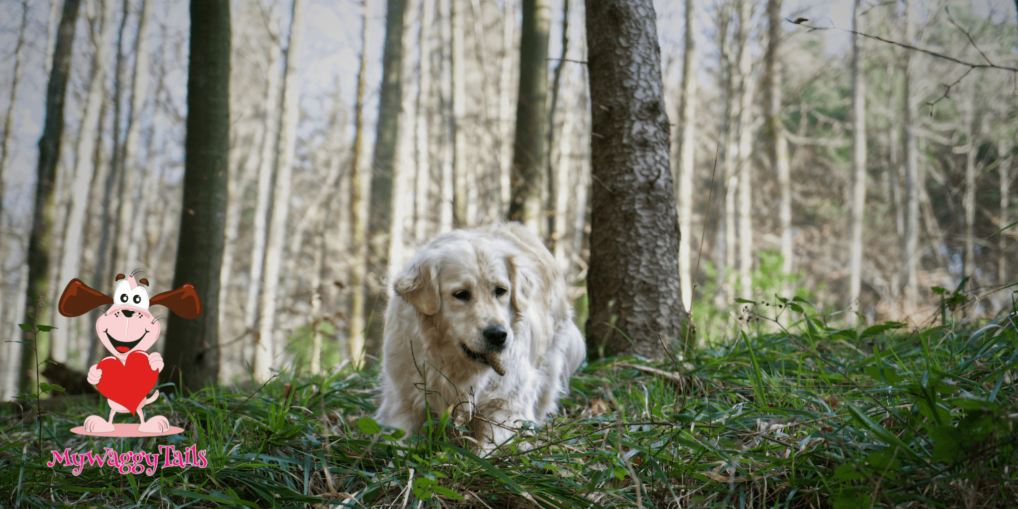 White Dog