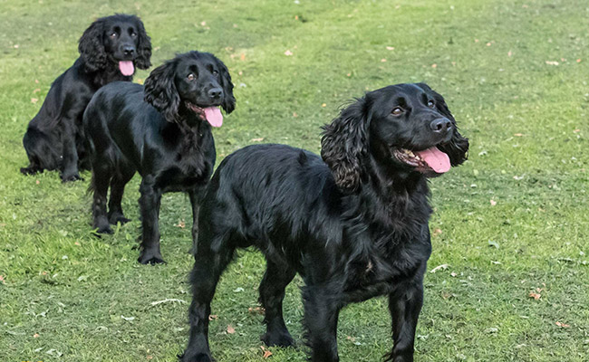 Brockwell Gundogs dog image