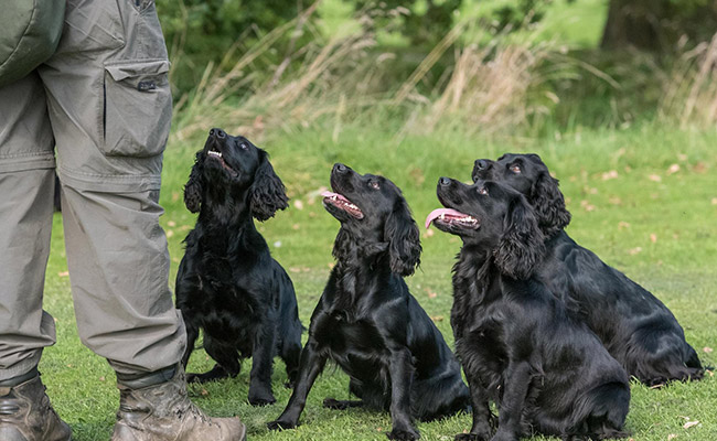 Brockwell Gundogs Franchise