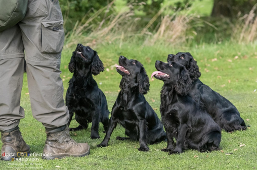 Gundog Training Franchise