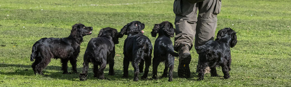 Brockwell Gundogs Header Image