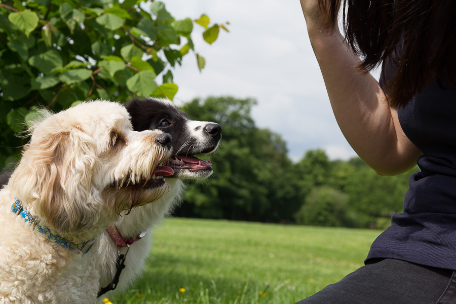 image of dogs for leading the way farnchise