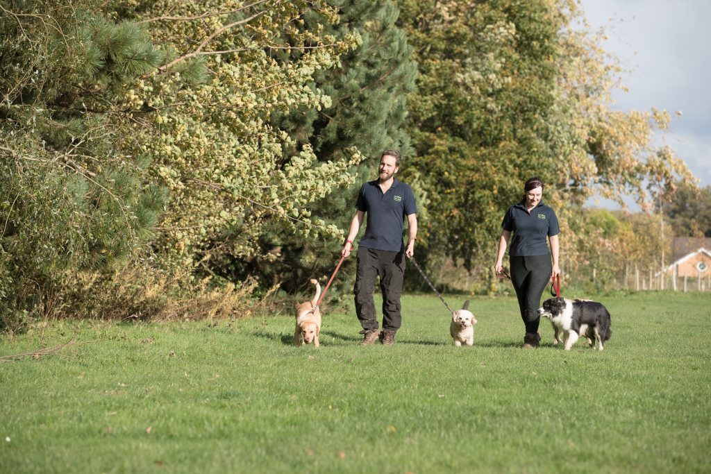 Dog walking franchise image