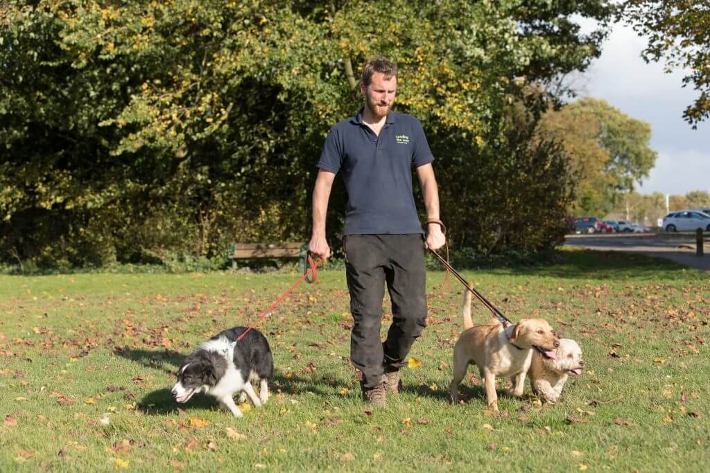 Dog Walker Leading The Way