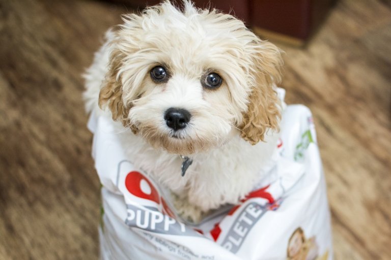 Exciting new launch of enhanced pet food Franchise UK