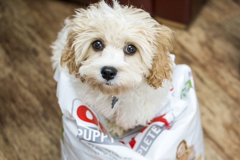 Cute Puppy Franchise UK