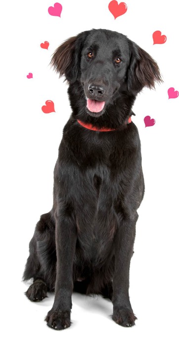 Dog Image Hearts