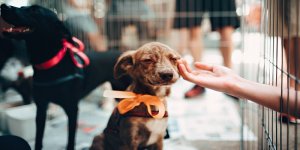 The Ultimate Guide to Starting Your Pet Care Franchise